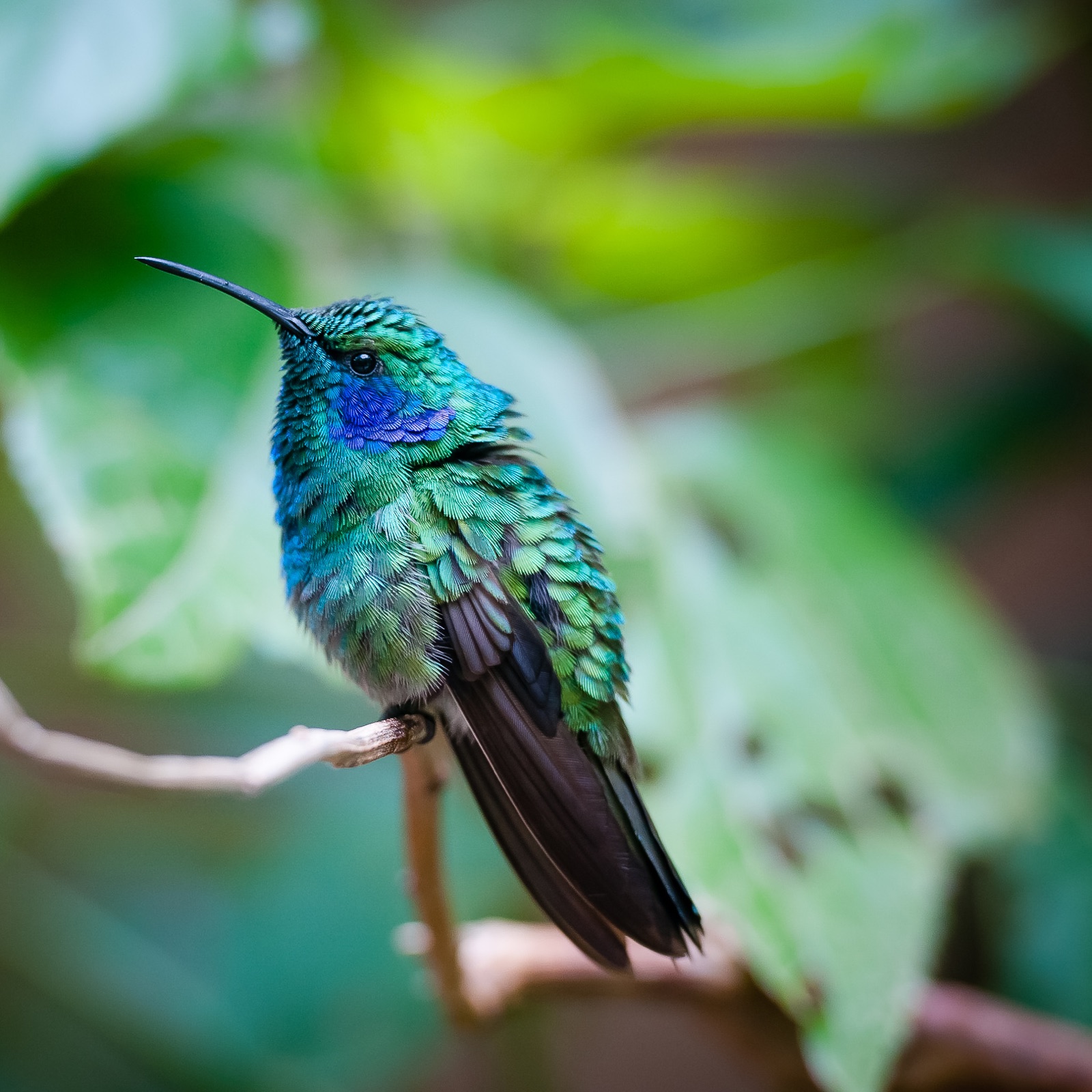 Costa Rica 2016